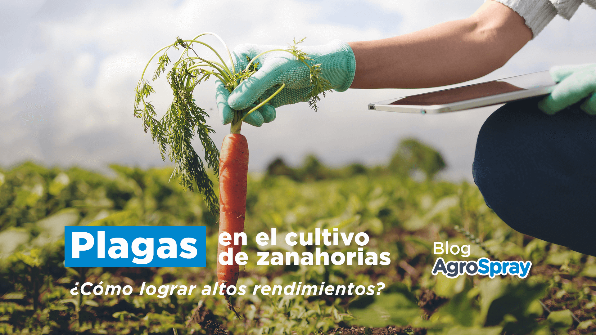 Plagas En El Cultivo De La Zanahoria AgroSpray Blog