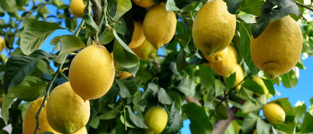 Control de Diaphorina Citri en plantas de limón