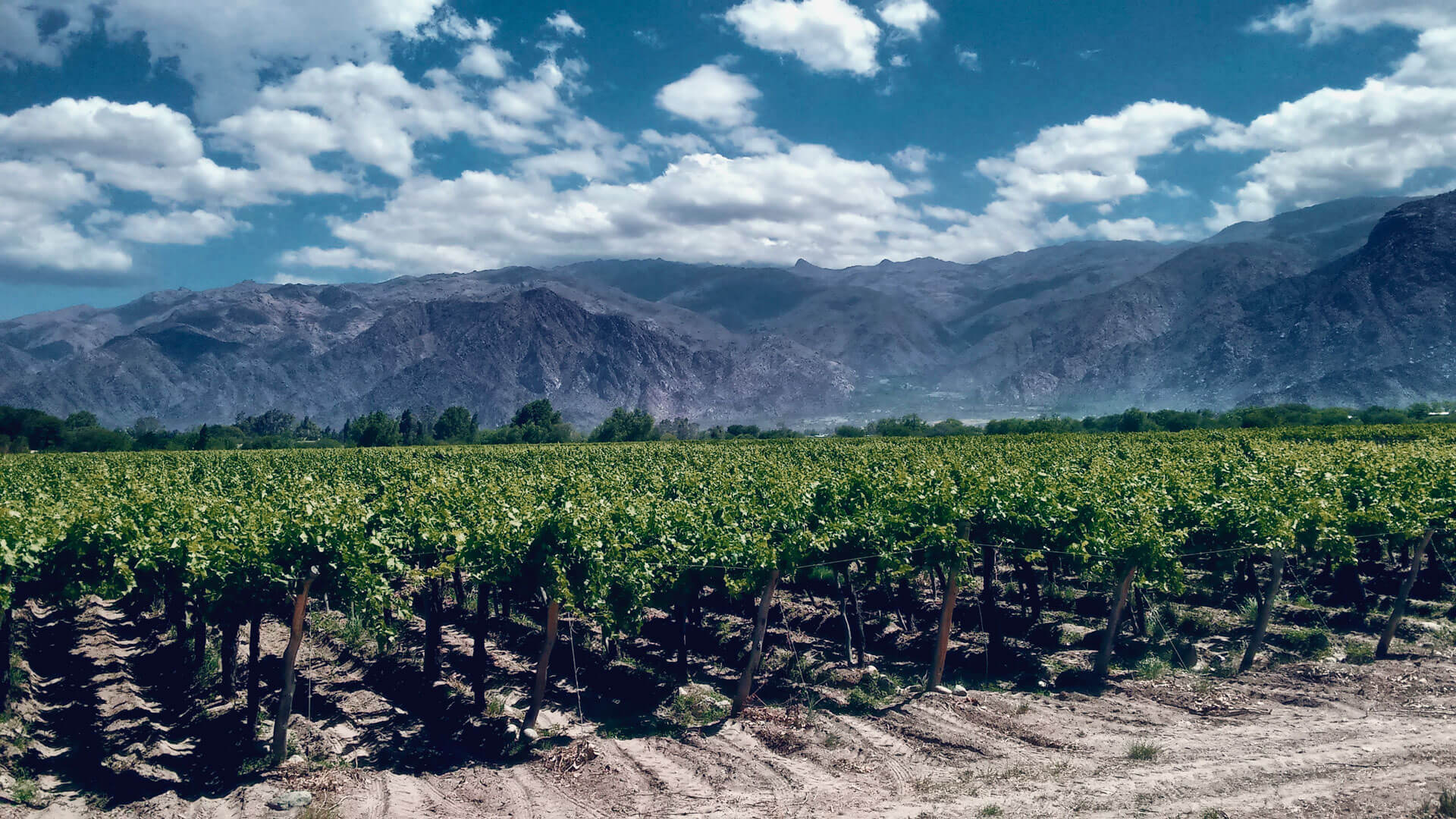 Coadyuvante la Mejor Opción para Optimizar Resultados