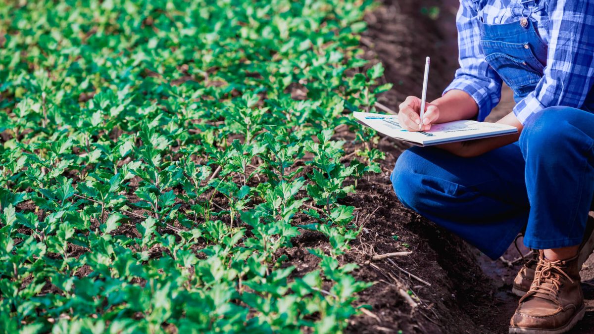 Fertilizantes - Maximizar Eficiencia