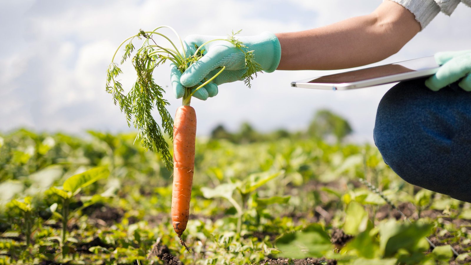 Plagas En El Cultivo De La Zanahoria Agrospray Blog 8550