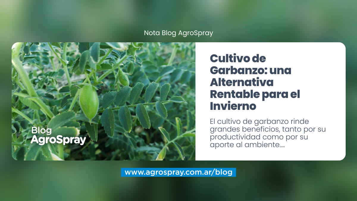 Cultivo de Garbanzo una Alternativa Rentable para el Invierno