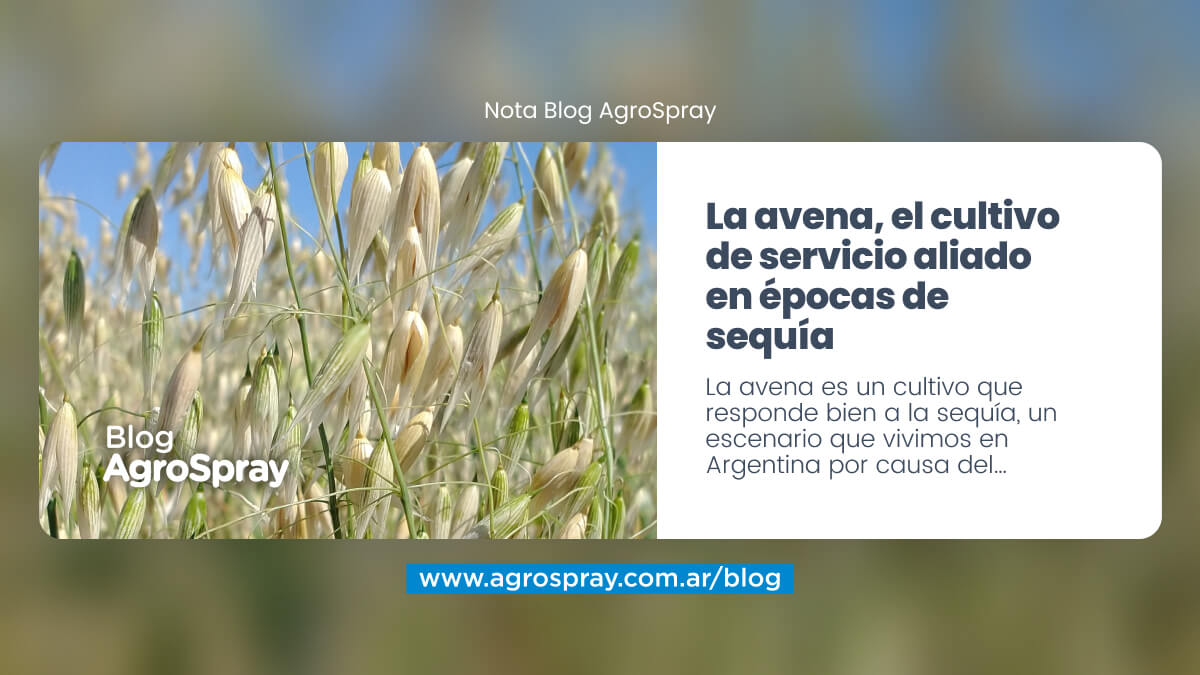 La avena, el cultivo de servicio aliado en épocas de sequía