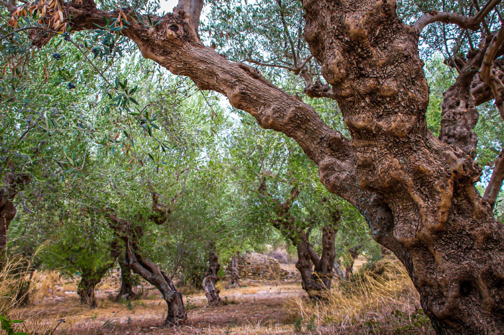 Controla enfermedades del olivo y tratamientos