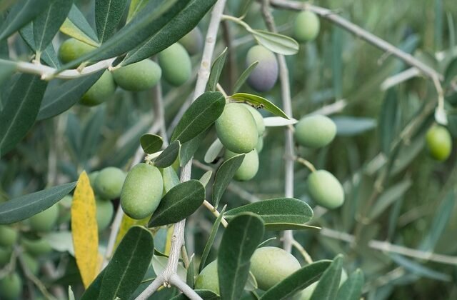 Conoce las enfermedades del olivo y tratamientos