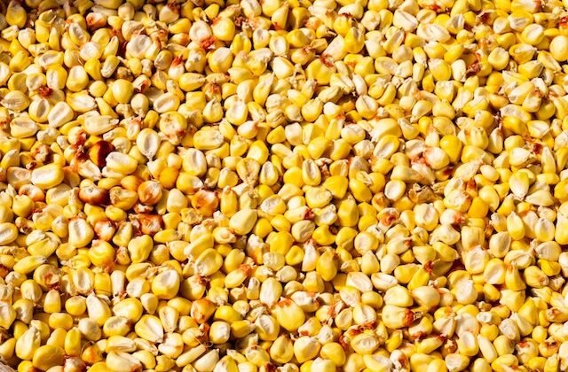 Logra una excelente siembra de maíz