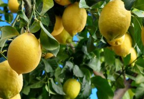 Control de Diaphorina Citri en plantas de limón