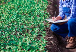 Fertilizantes: Maximizá su Efectividad