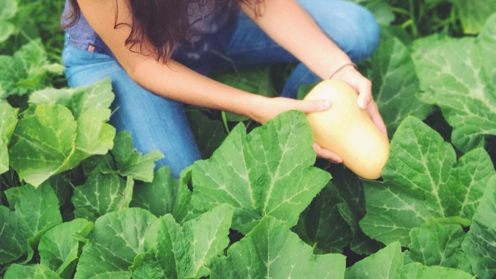 diferencias entre agricultura orgánica y convencional.