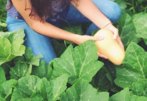 Agricultura Orgánica y Fitosanitarios