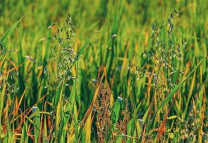 Los Herbicidas y el Control de Malezas Resistentes