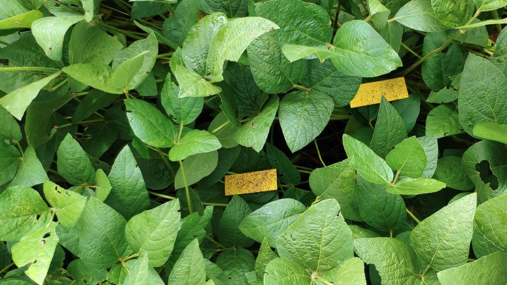 Papel hidrosensible para calibrar el Tractor