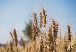 Control de plagas y enfermedades del trigo