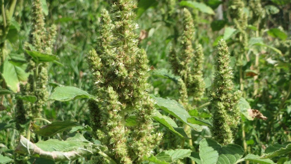 Yuyo Colorado en Plantación