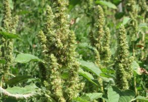 Yuyo colorado: controlarlo de manera efectiva