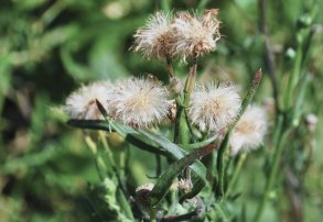 Rama negra: evolución y nuevas estrategias para su combate