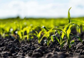 Fertilización foliar en otoño: claves para una nutrición eficiente antes del invierno