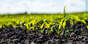 Fertilización foliar en otoño: claves para una nutrición eficiente antes del invierno