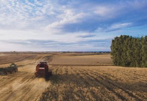 Decisiones agronómicas que marcan la diferencia en una campaña