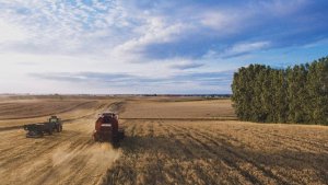 Decisiones agronómicas que marcan la diferencia en una campaña