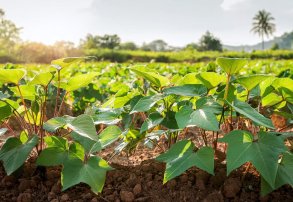 NEA productivo: cultivos, desafíos y la presencia de AgroSpray en AgroNEA 2025