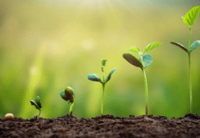 De la semilla al rinde: cómo lograr una implantación exitosa