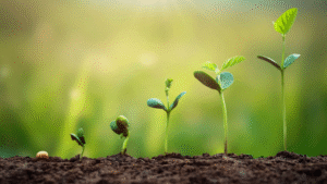 De la semilla al rinde: cómo lograr una implantación exitosa