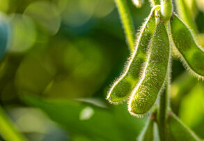 Soja 2025/26: las decisiones de arranque que definen el rendimiento