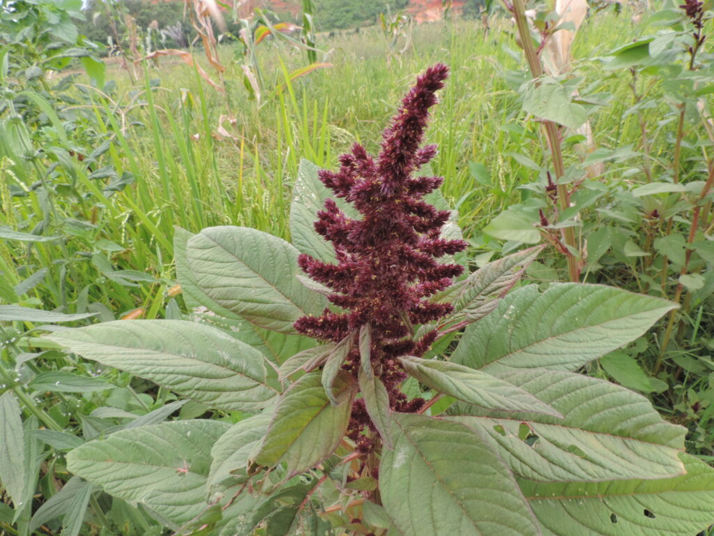 PilarClear: la respuesta estratégica frente al avance de las malezas resistentes