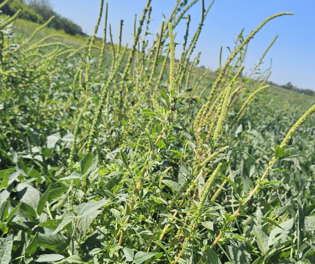 PilarClear: la respuesta estratégica frente al avance de las malezas resistentes