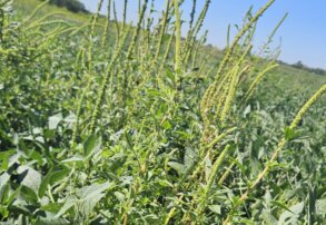 PilarClear: la respuesta estratégica frente al avance de las malezas resistentes