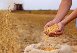 Cosecha de soja lista: ¿y ahora qué? La clave está en el barbecho