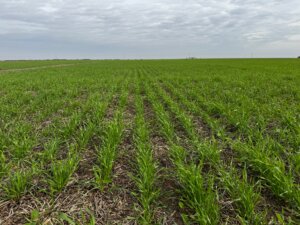 El lote se empieza a ganar antes de sembrar: claves para el barbecho