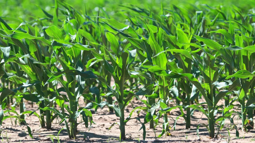 Siembra de maíz: claves para una implantación eficiente y un cultivo con potencial.