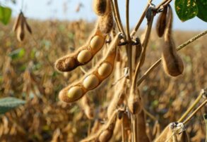 Soja 2026/27 con El Niño: cómo proteger la eficiencia de cada aplicación cuando la ventana de trabajo se acorta