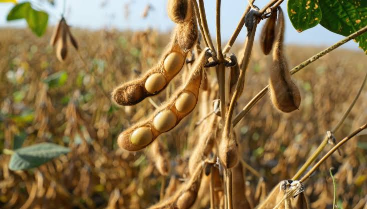 Soja 2026/27 con El Niño: cómo proteger la eficiencia de cada aplicación cuando la ventana de trabajo se acorta